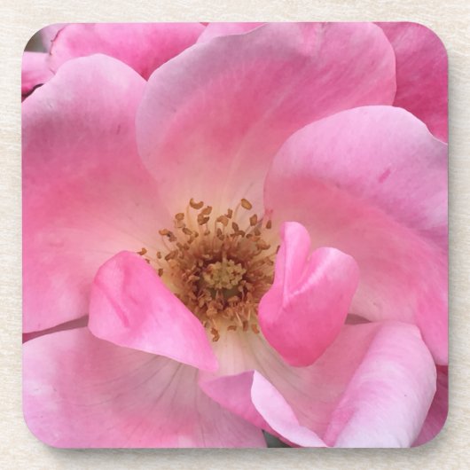 Rosa Rose Getränkeuntersetzer (Vorderseite)