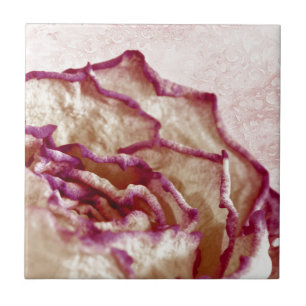 Rosa Rose getrocknet Fliese