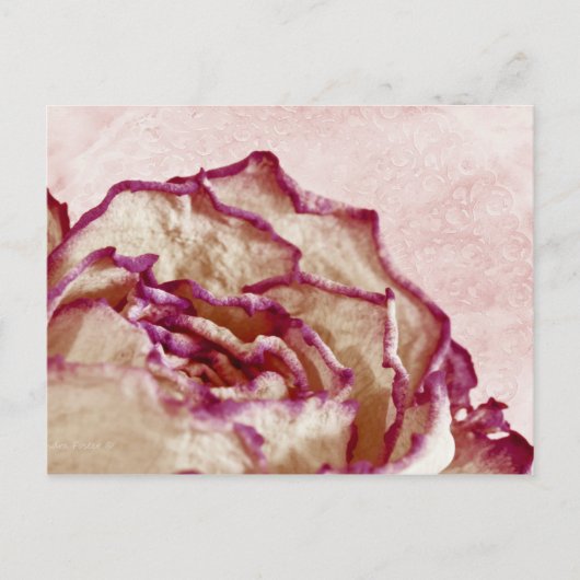 Rosa Rose getrocknet Postkarte (Vorderseite)