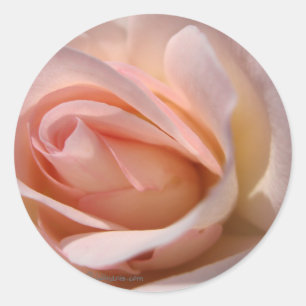 Rosa-Rose-Hochzeitsfeier Siegel Runder Aufkleber
