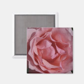 Rosa Rose II Hübsch Magnet (Vorderseite/Rückseite)