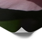 Rosa Rose II Hübsch Poster (Ecke)