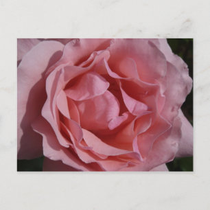 Rosa Rose II Hübsch Postkarte