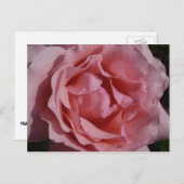 Rosa Rose II Hübsch Postkarte (Vorne/Hinten)