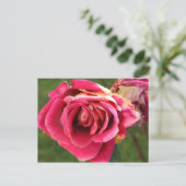 Rosa Rose im Garten Postkarte (Stehend Vorderseite)