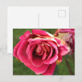 Rosa Rose im Garten Postkarte (Vorne/Hinten)