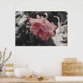 Rosa Rose im Schwarz-Weiß-Foto Poster (Küche)