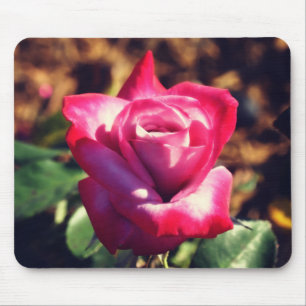 Rosa Rose in der Hohen Sonne Mousepad