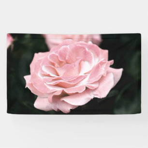 Rosa Rose in Vollblut Banner
