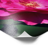 Rosa Rose in Vollblut Nah 8 x 8 Fotodruck (Ecke)