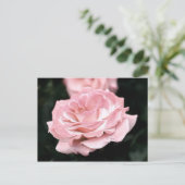 Rosa Rose in Vollblut Postkarte (Stehend Vorderseite)