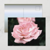 Rosa Rose in Vollblut Postkarte (Vorne/Hinten)