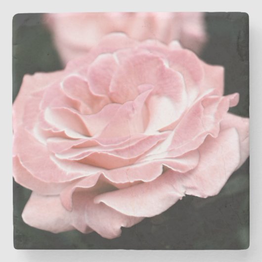 Rosa Rose in Vollblut Steinuntersetzer (Vorderseite)