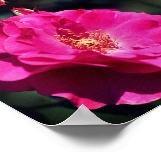 Rosa Rose in Vollblutspiegeln Abstrakt Poster (Ecke)