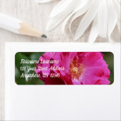 Rosa Rose in voller Blüte (Insitu)