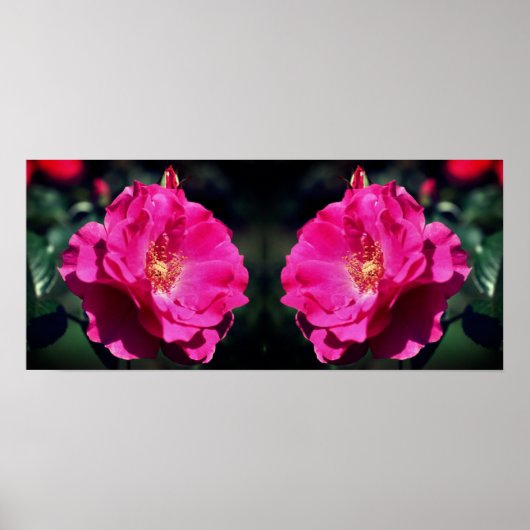 Rosa Rose in voller Blüte Nah nach oben Poster (Vorne)