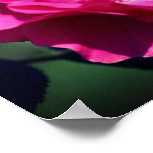 Rosa Rose in voller Blüte Nah Poster (Ecke)