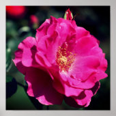 Rosa Rose in voller Blüte Nah Poster (Vorne)