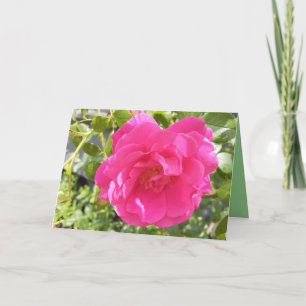 Rosa Rose Karte