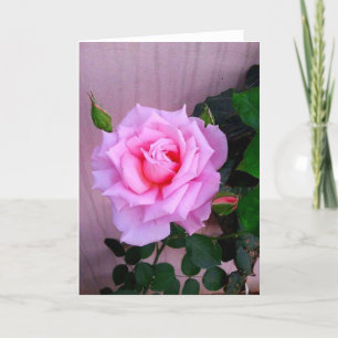 Rosa Rose Karte