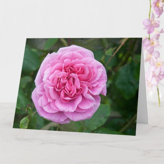 Rosa Rose Karte (Orchidee)