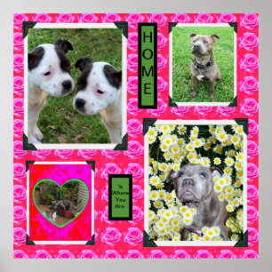 Rosa Rose Kisses mit Staffordshire Bull Terriers, Poster
