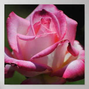 Rosa Rose Kordes Perfecta Print Poster