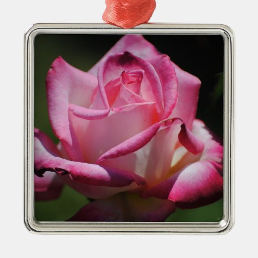 Rosa Rose Kordes Perfecta Verzierung Ornament Aus Metall (Vorne)