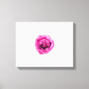 Rosa Rose Leinwanddruck