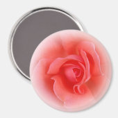 Rosa Rose Magnet (Vorderseite/Rückseite)