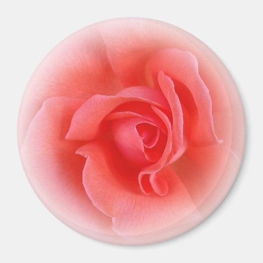 Rosa Rose Magnet (Vorne)