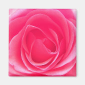 Rosa Rose Magnet (Vorne)