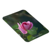 Rosa Rose Magnet (Rechte Seite)