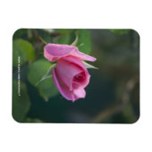 Rosa Rose Magnet (Horizontal)