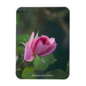 Rosa Rose Magnet (Vertikal)
