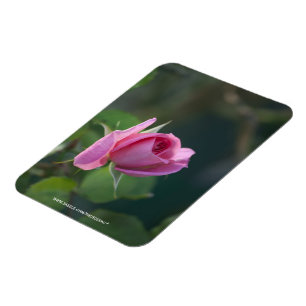 Rosa Rose Magnet