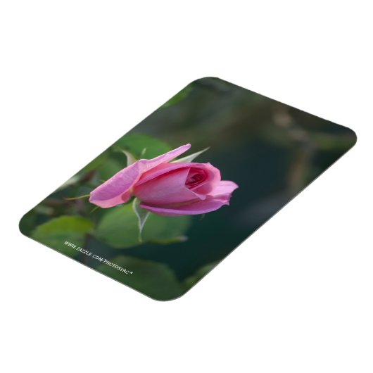 Rosa Rose Magnet (Linke Seite)