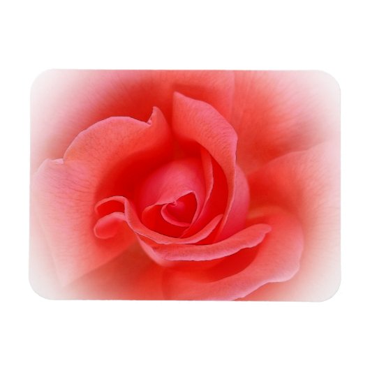 Rosa Rose Magnet (Horizontal)