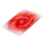 Rosa Rose Magnet (Linke Seite)