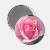 Rosa Rose Magnet (Vorderseite/Rückseite)
