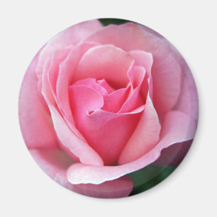 Rosa Rose Magnet