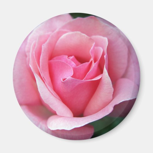 Rosa Rose Magnet (Vorne)