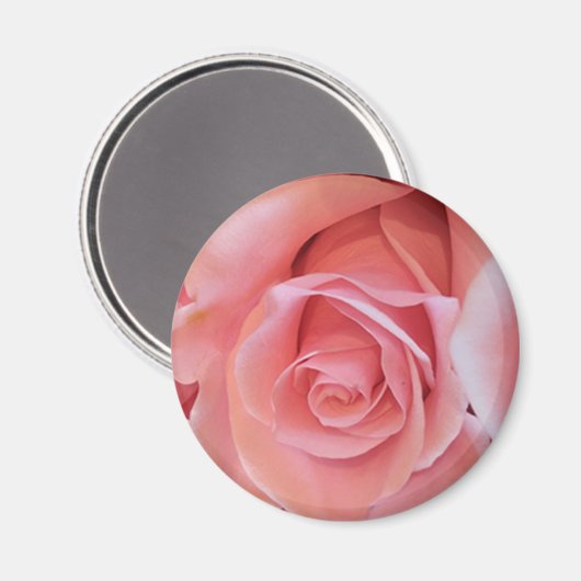 Rosa Rose Magnet (Vorderseite/Rückseite)