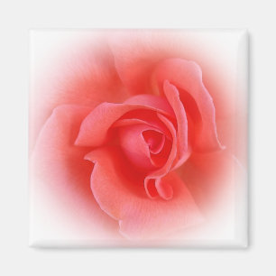 Rosa Rose Magnet