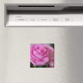 Rosa Rose Magnet (In Situ (Geschirrspüler))