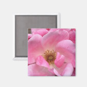 Rosa Rose Magnet (Vorderseite/Rückseite)