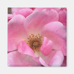 Rosa Rose Magnet