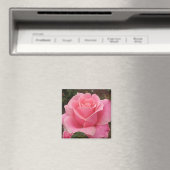 Rosa Rose Magnet (In Situ (Geschirrspüler))