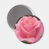 Rosa Rose Magnet (Vorderseite/Rückseite)