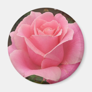 Rosa Rose Magnet